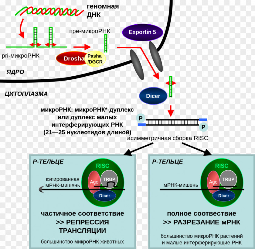 Microrna RNA Interference CRISPR Small Interfering MicroRNA PNG