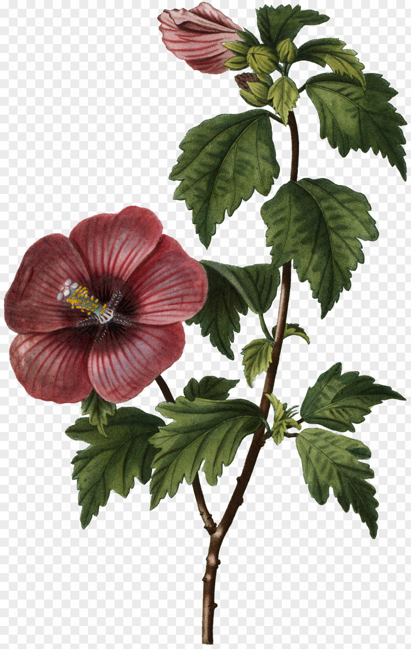 Perennial Plant Chinese Hibiscus Family Tree Background PNG