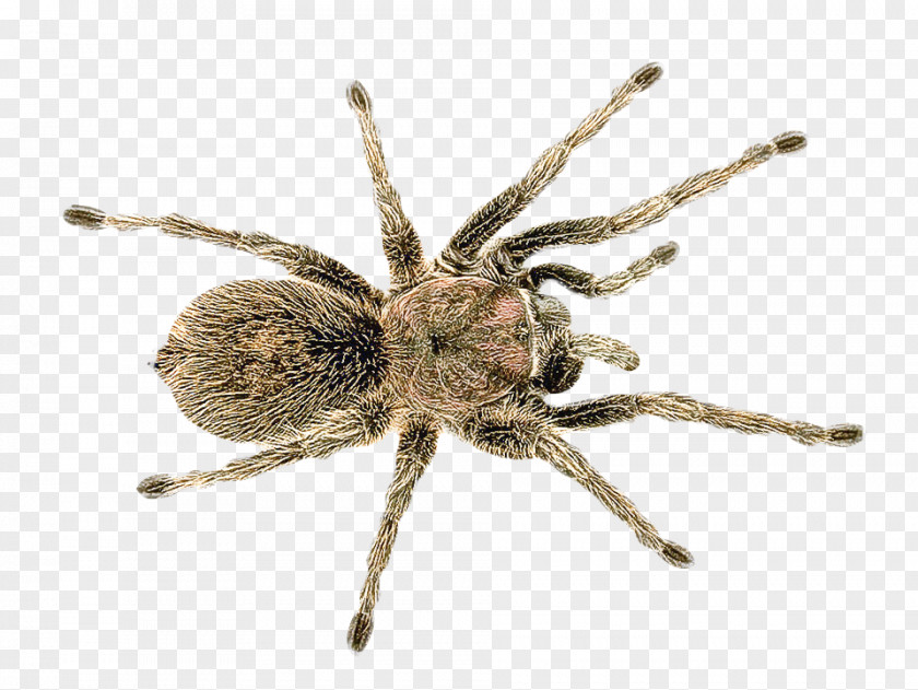 Spider Insect Wolf Widow Spiders Brown Recluse PNG