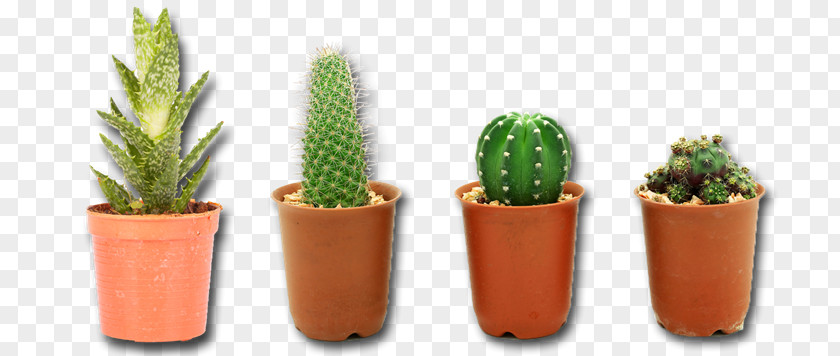 Cactuse Cactaceae Clip Art PNG