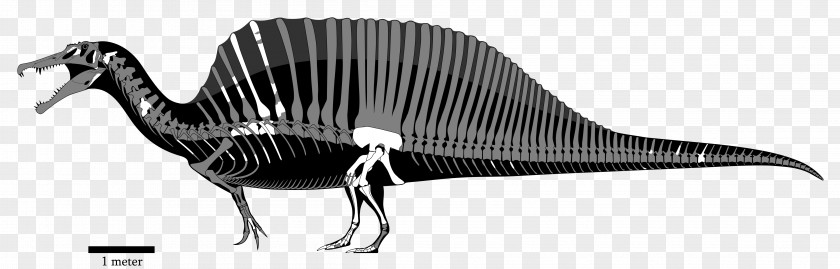 Dinosaur Spinosaurus Acrocanthosaurus Giganotosaurus Carcharodontosaurus Tyrannosaurus PNG