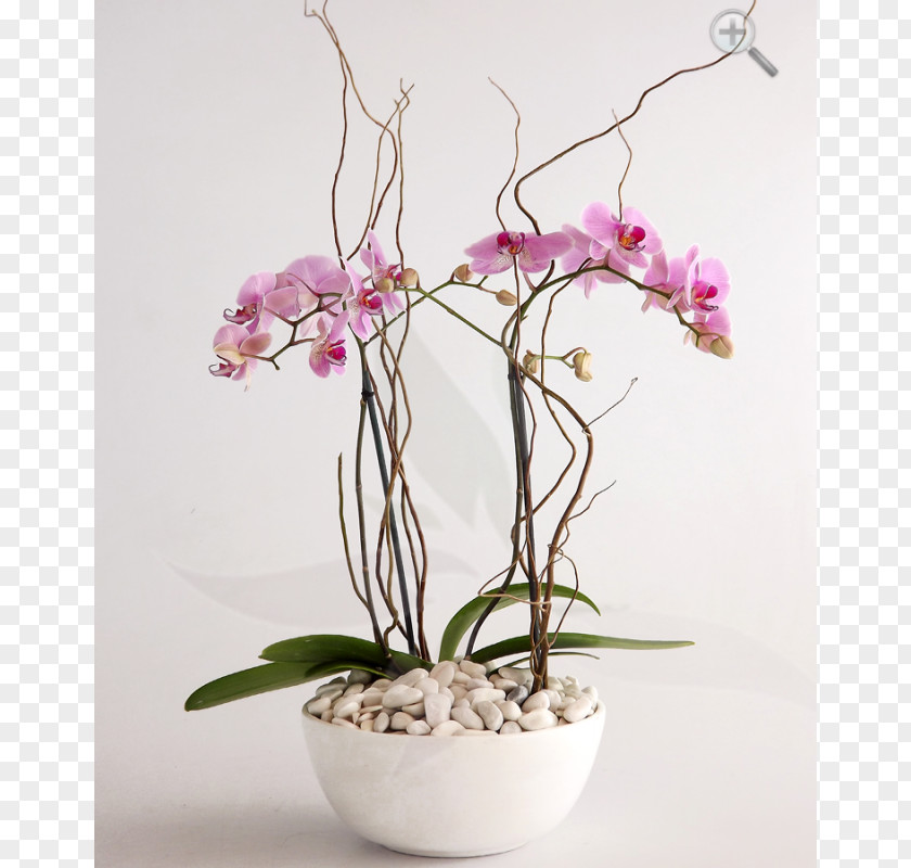 Flower Moth Orchids Dendrobium Cattleya PNG