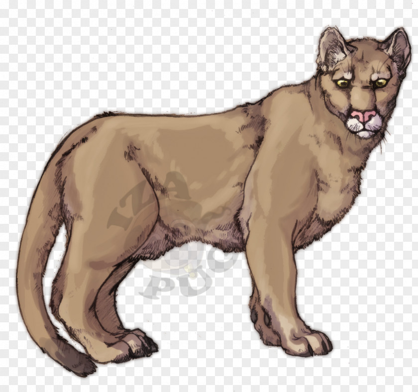 Mountain Lion Drawings Cougar Cat Felidae Leopard PNG