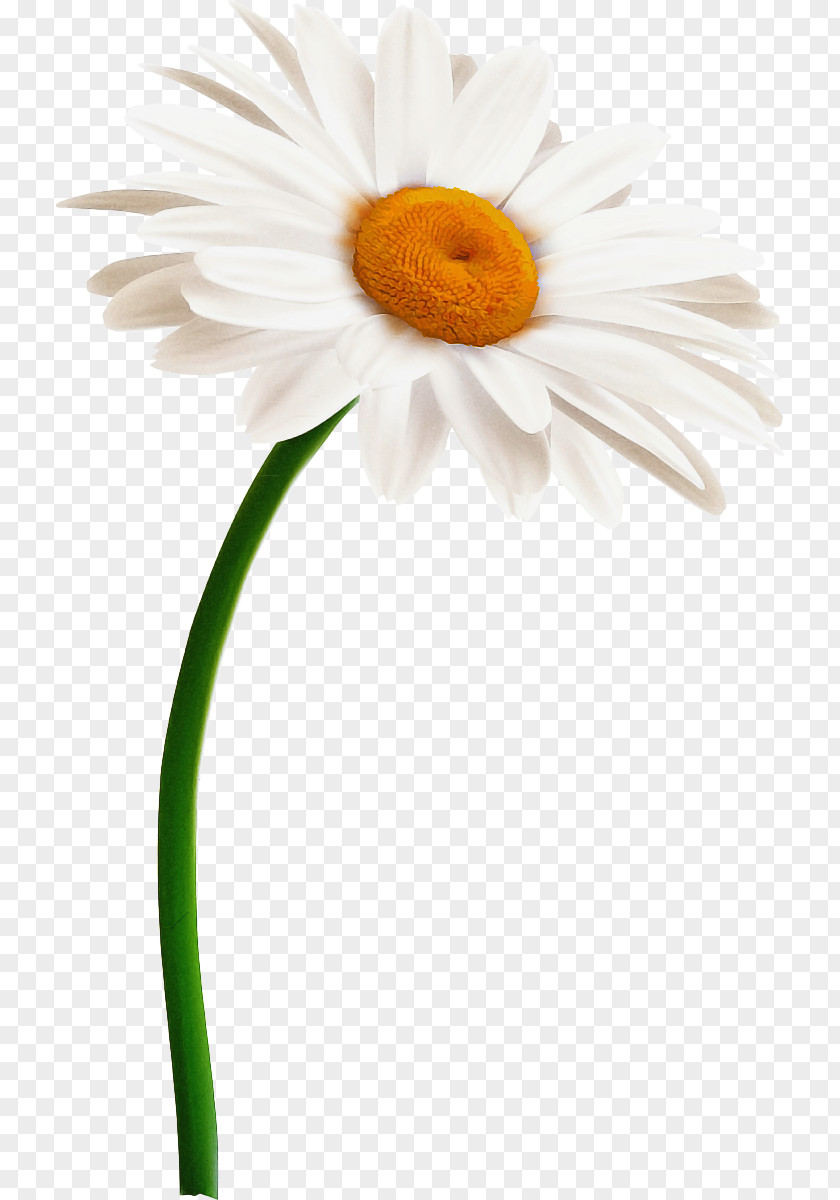 Pollen Wildflower Flowers Cartoon PNG