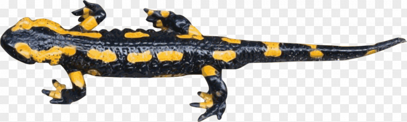 Salamander Fire Newt Openclipart Clip Art PNG