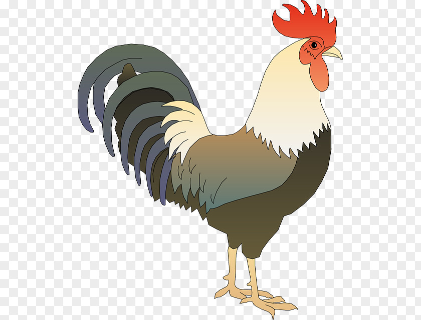 Cock Solid White Rooster Ayam Pelung Clip Art PNG