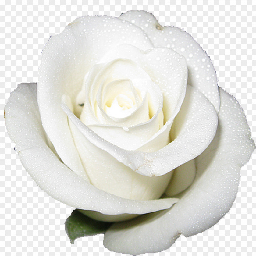 White Rose Cut-flower Roses PNG