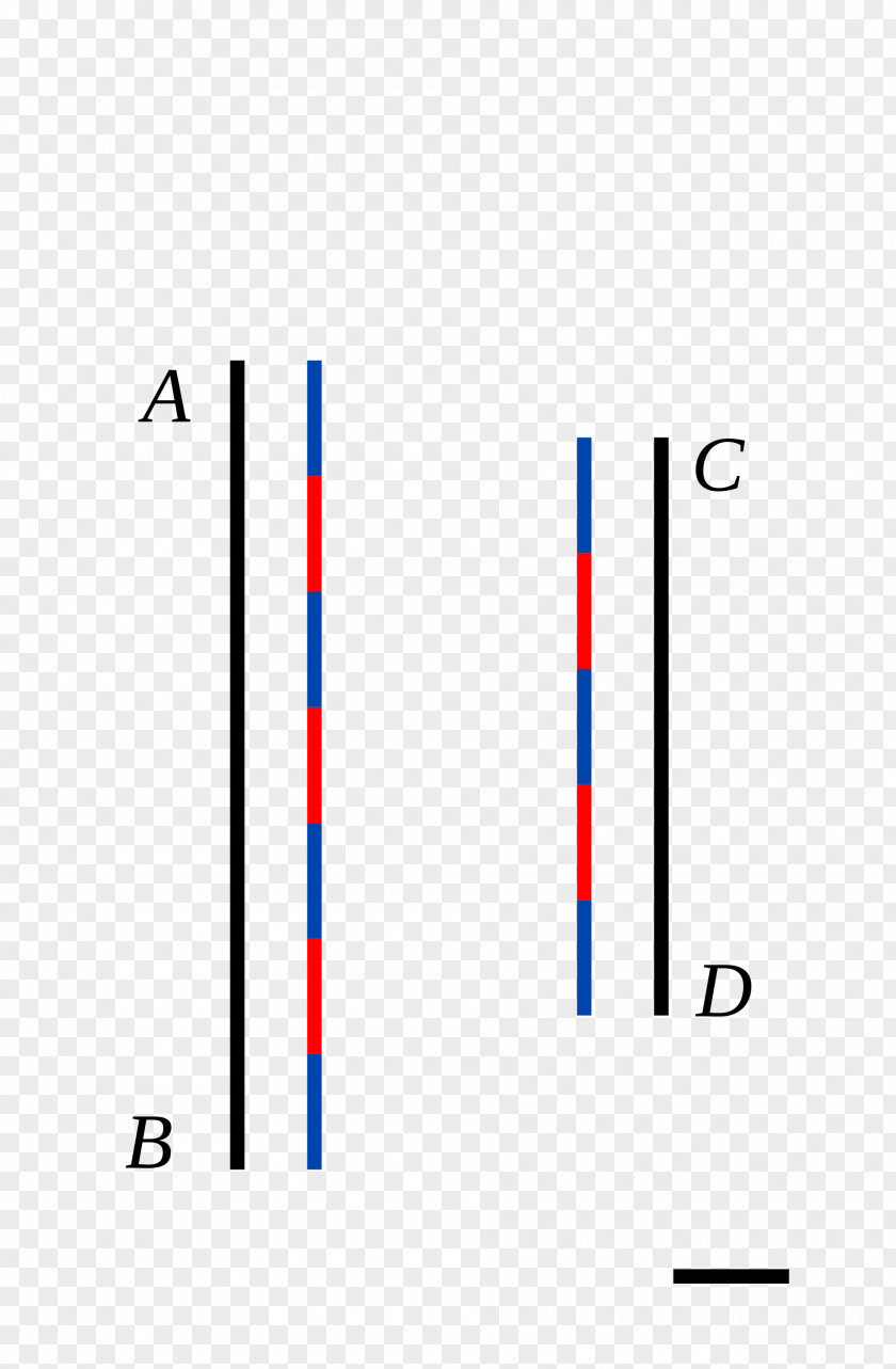 Algebra Pictures Line Segment Commensurability Dielo Public Domain Wikimedia Commons PNG