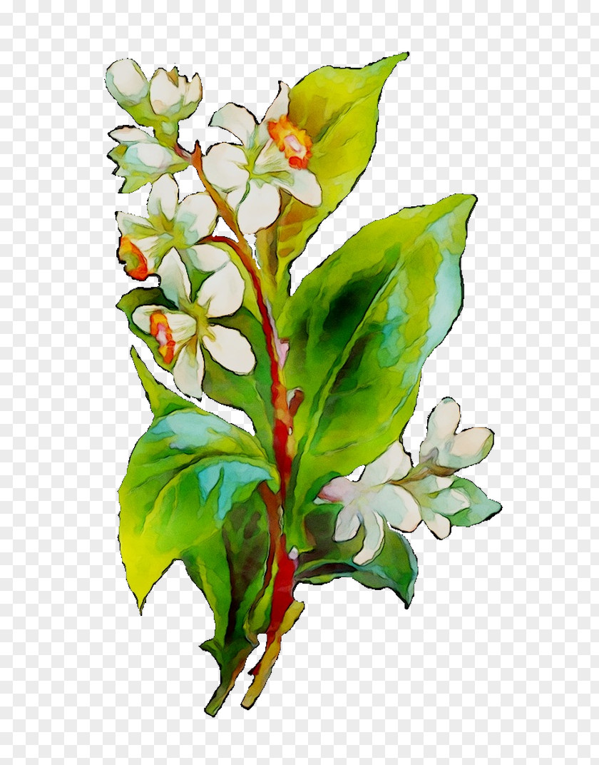 Alstroemeriaceae Floral Design Cut Flowers Plant Stem Leaf PNG