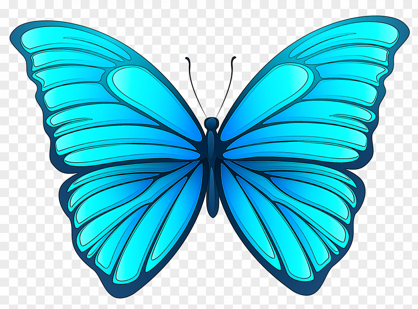 Azure Pollinator Moths And Butterflies Butterfly Insect Blue Turquoise PNG