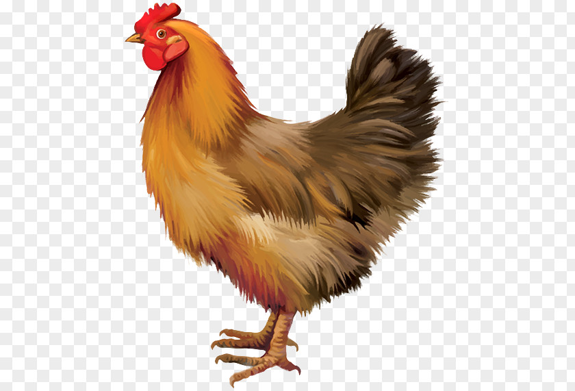 Cock Chicken Adobe Illustrator Illustration PNG