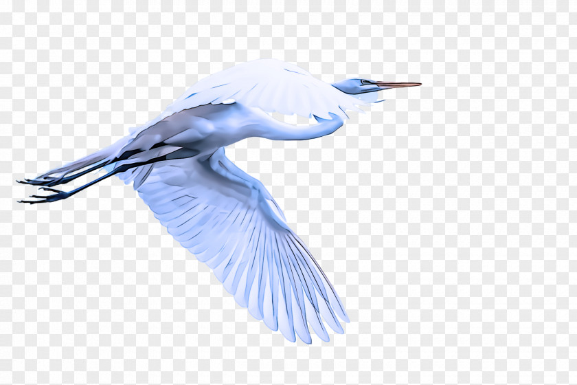 Feather PNG