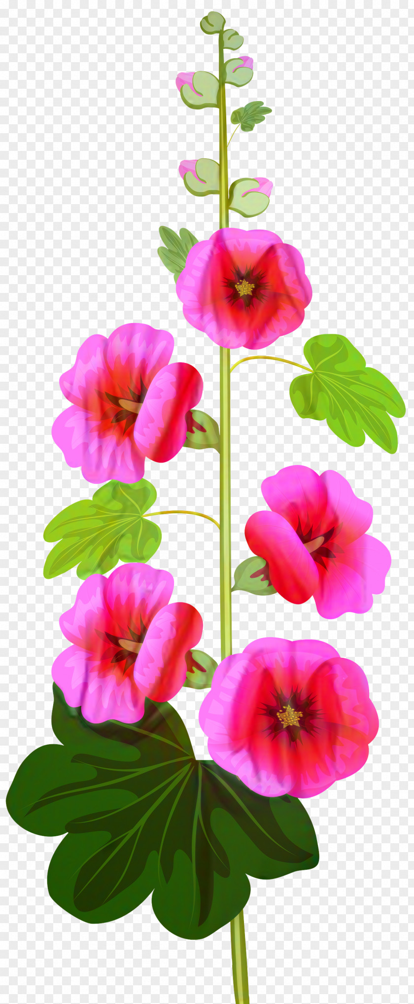 Geranium Annual Plant Watercolor Floral Background PNG