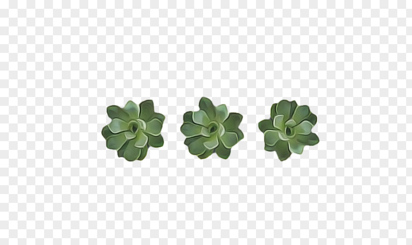 Stonecrop Family Flowerpot Green Leaf Background PNG