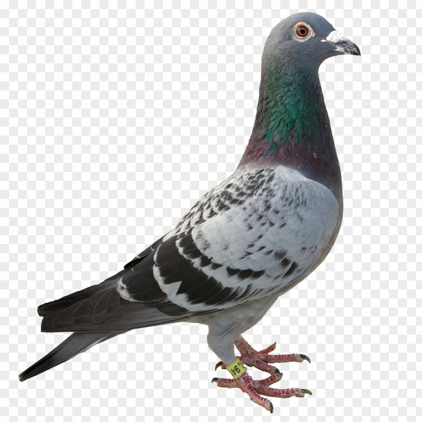 World Wide Web Rock Dove Columbidae Animaatio PNG