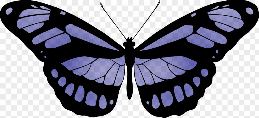 Blue Butterfly Color Clip Art PNG