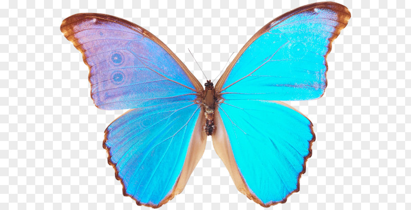 Butterfly Menelaus Blue Morpho Godart's Clip Art PNG