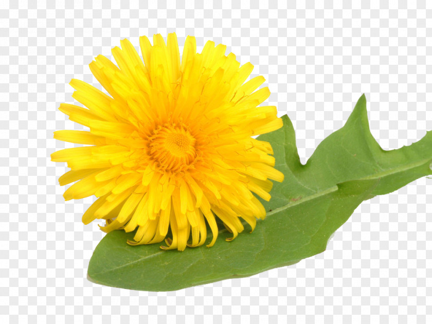Free Yellow Dandelion Pull Material Common Leontodon Stock Photography Medicinal Plants PNG