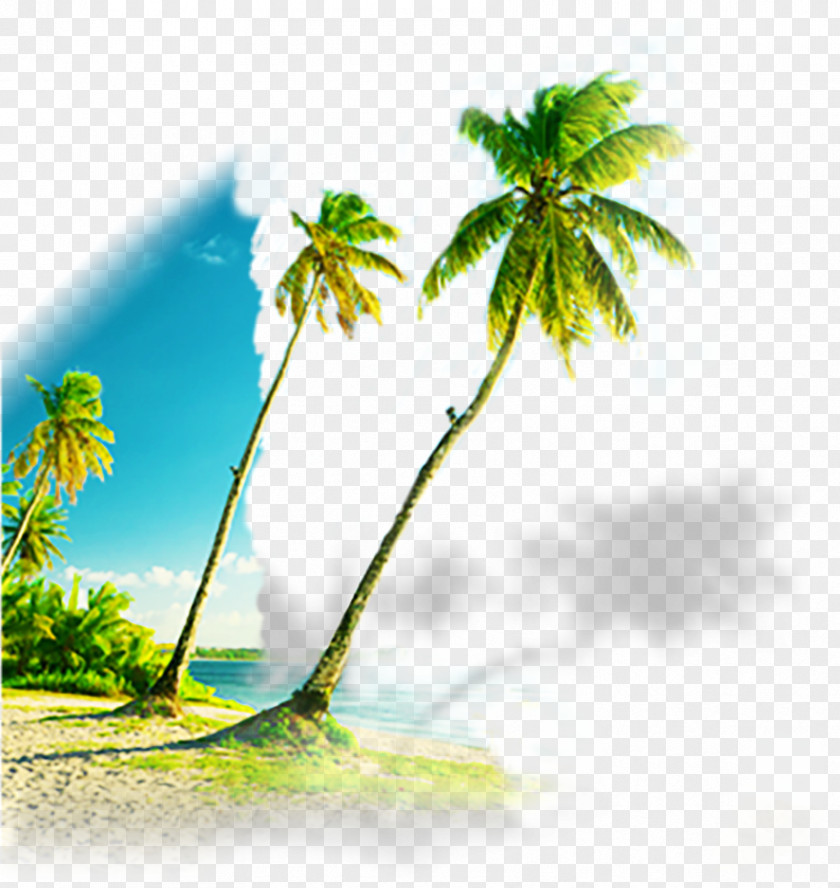 Great Blue Palm Beach Creative Coconut Stock Photography PNG