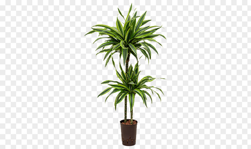 Plants Dracaena Fragrans Reflexa Var. Angustifolia Houseplant Dragon Tree Palm Trees PNG