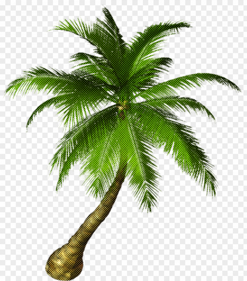 Attalea Speciosa Elaeis Palm Tree PNG