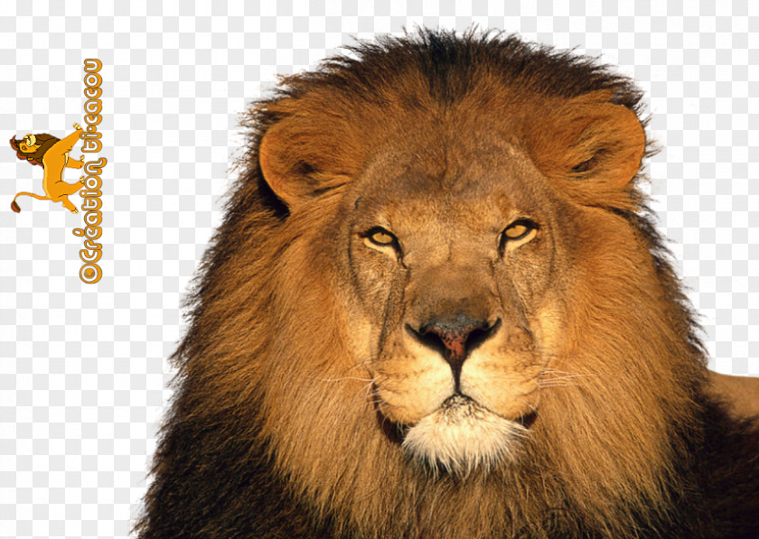 Lion Render The And Mouse Jaguar Tiger Leopard PNG