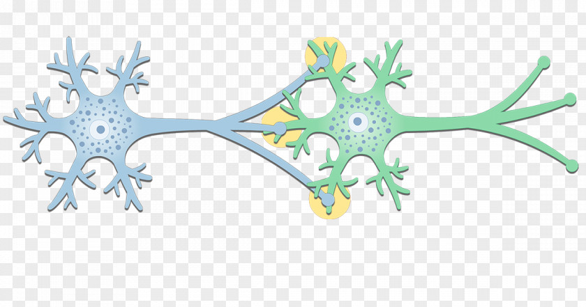 Neuron Electrical Synapse Gap Junction Postsynaptic Potential PNG