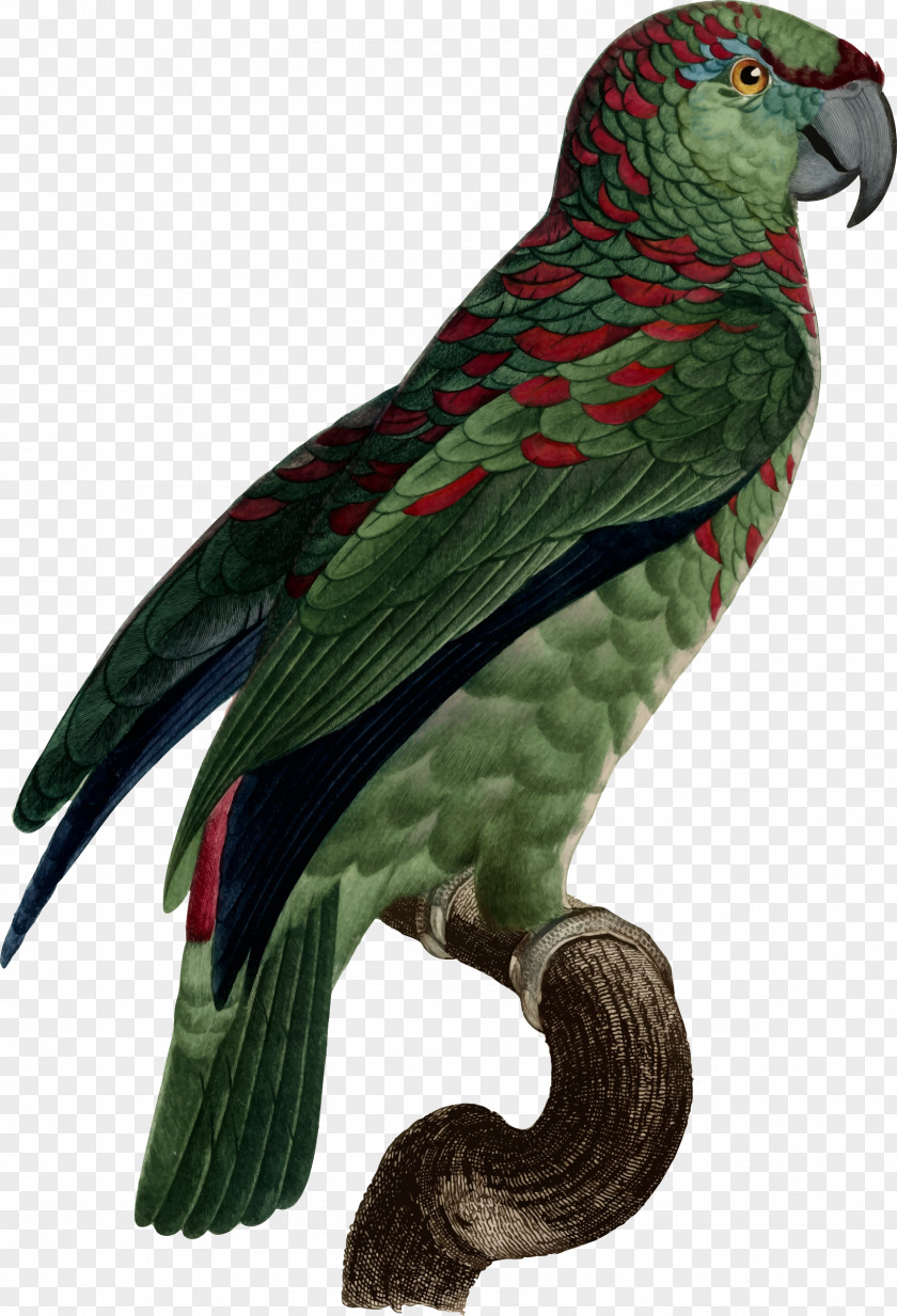 Parrot Macaw Parakeet Loriini Feather PNG