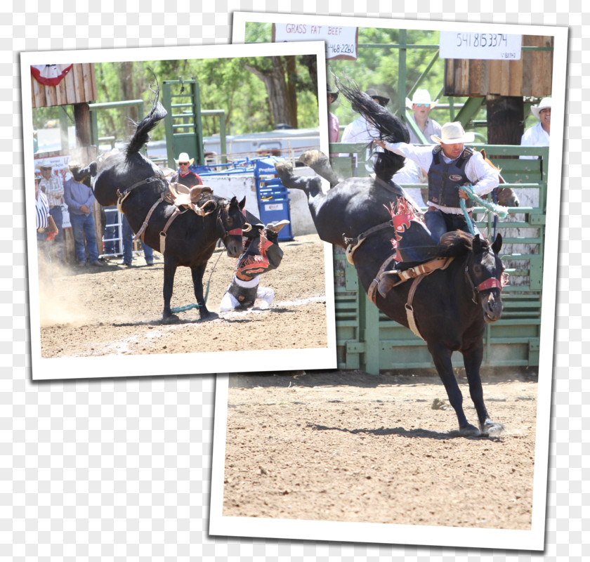 Rodeo Shows Mare Stallion Western Pleasure Rein PNG