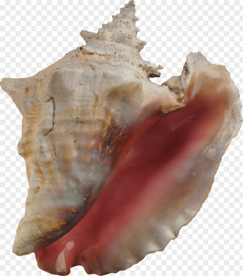 Seashell Conch Hotel Essay Travel PNG
