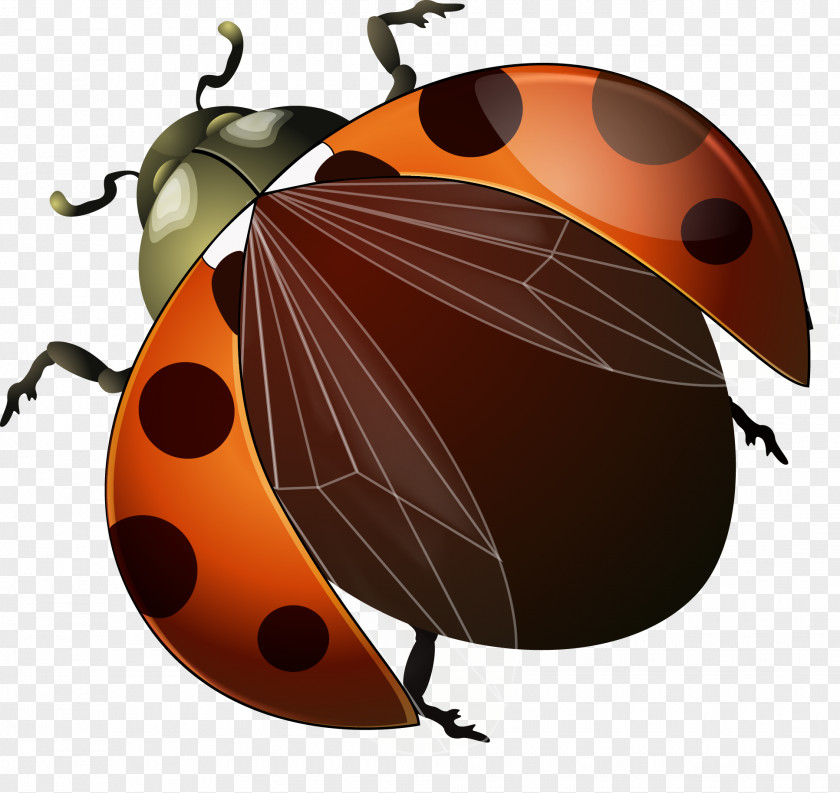 Vector Ladybug Ladybird Beetle Euclidean PNG