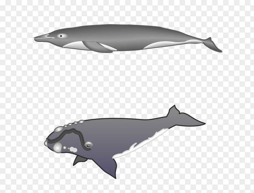 Whale Tucuxi Rough-toothed Dolphin Common Bottlenose White-beaked PNG