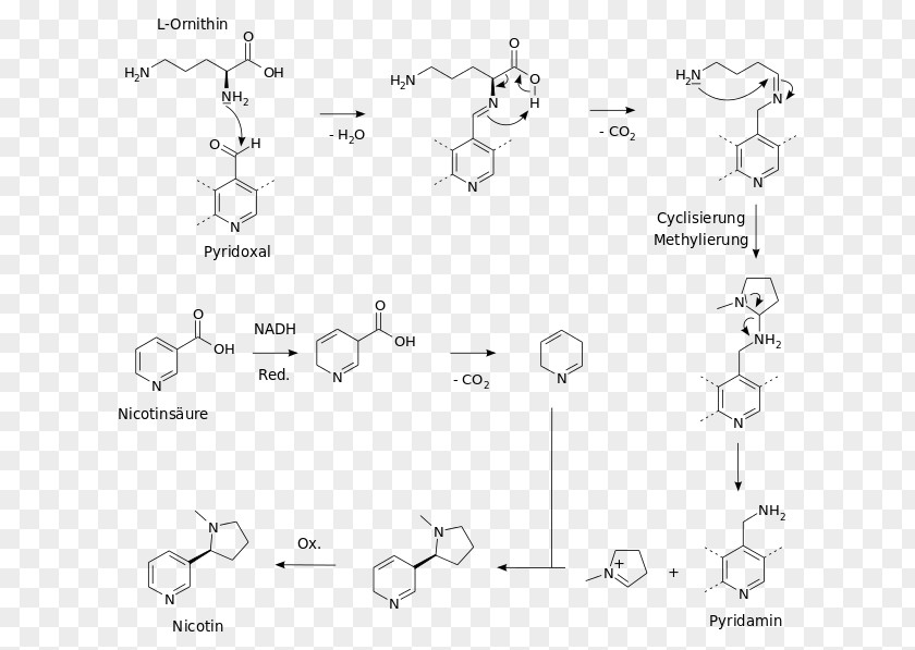 Biosynthesis Nicotine Chemical Synthesis Chemistry Nicotiana Tabacum PNG