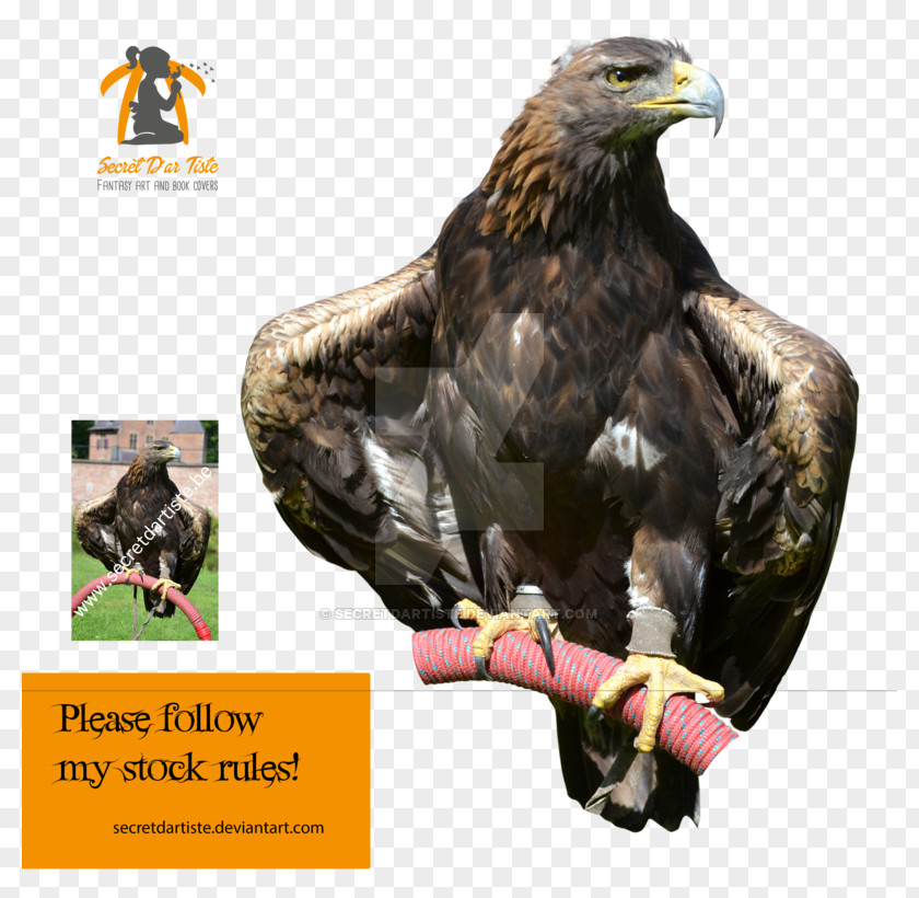 BIRDS OF PREY Eagle Fauna Advertising Beak PNG