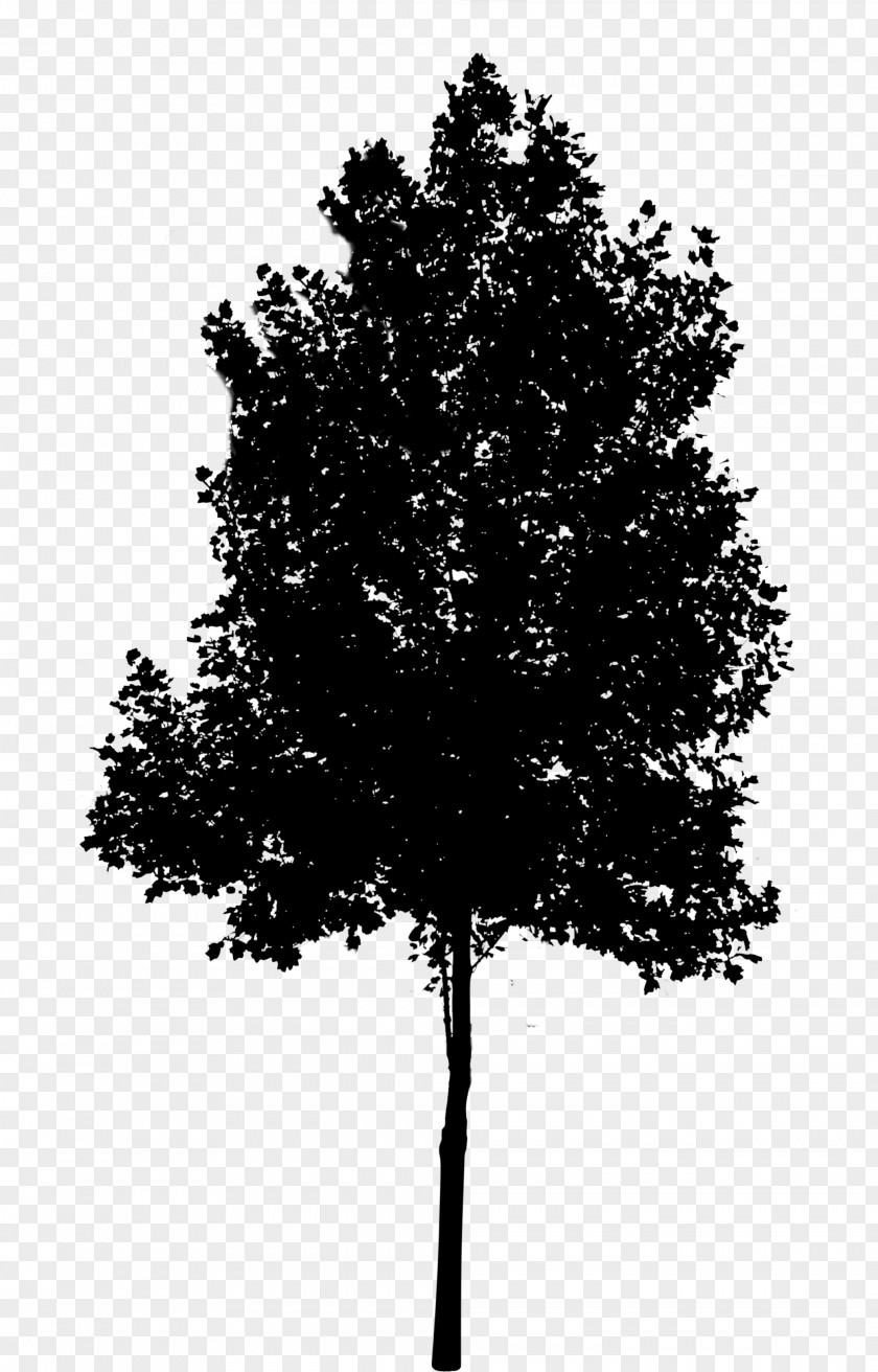 Clip Art Tree Image Oak PNG