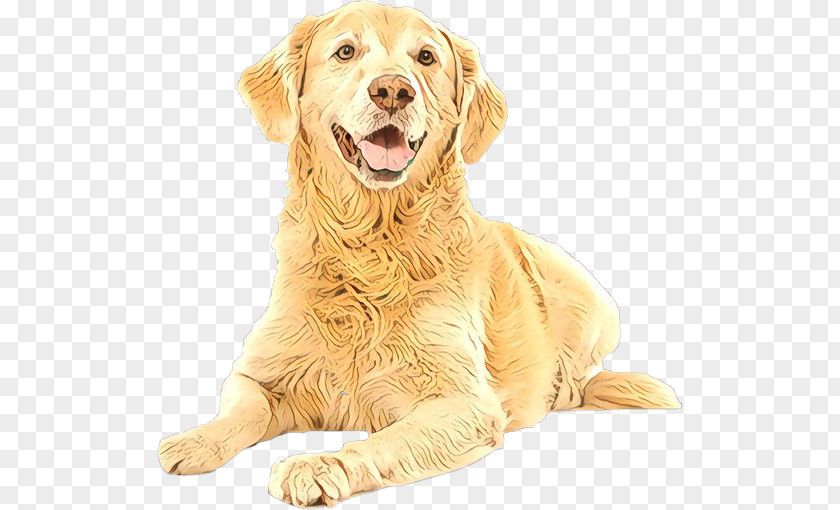 Companion Dog Sporting Group Breed Golden Retriever PNG