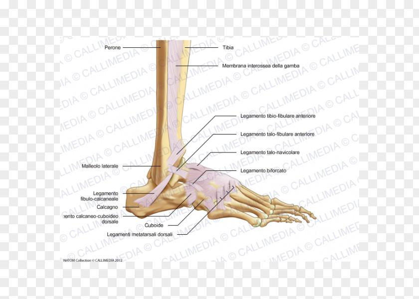 Foot Print Anterior Talofibular Ligament Lateral Cuneiform Bone PNG