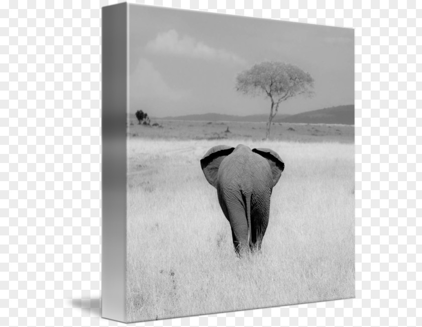 India Indian Elephant African Cattle Photography Picture Frames PNG