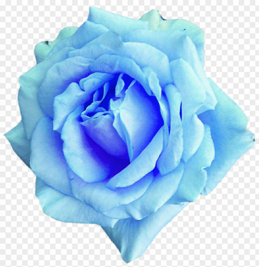 Watercolor Sky Centifolia Roses Blue Rose Flower Garden PNG