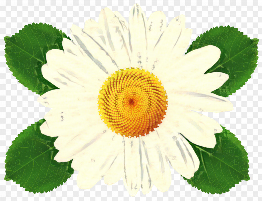 Wildflower Camomile Chamomile Flower PNG