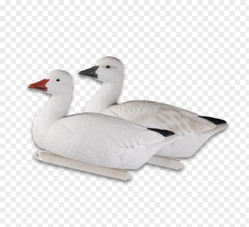 Goose Snow Duck Dangate Mallard PNG