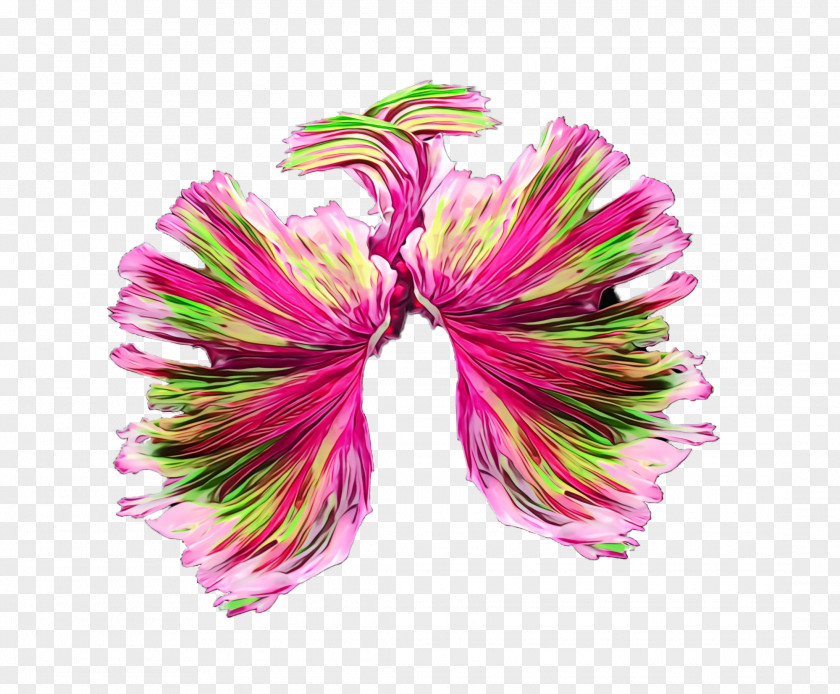 Hair Tie Petal Pink Plant Flower PNG