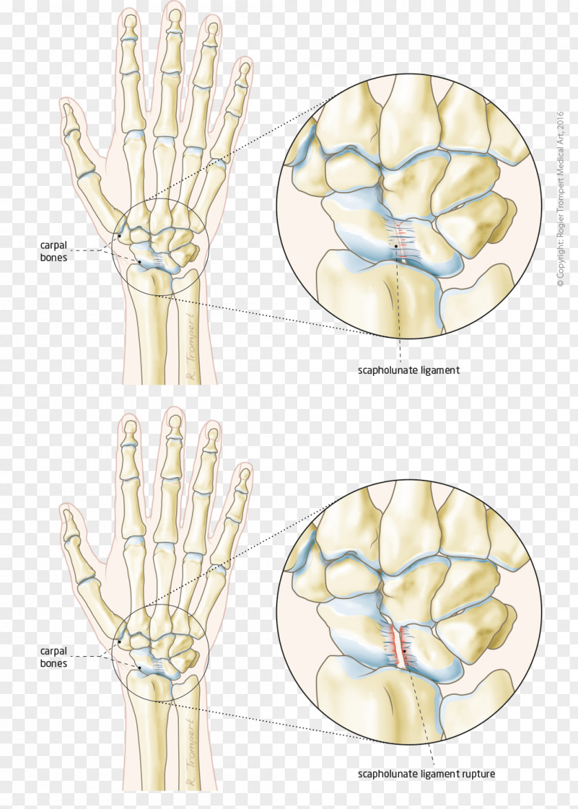Hand Finger Model Bone Joint PNG