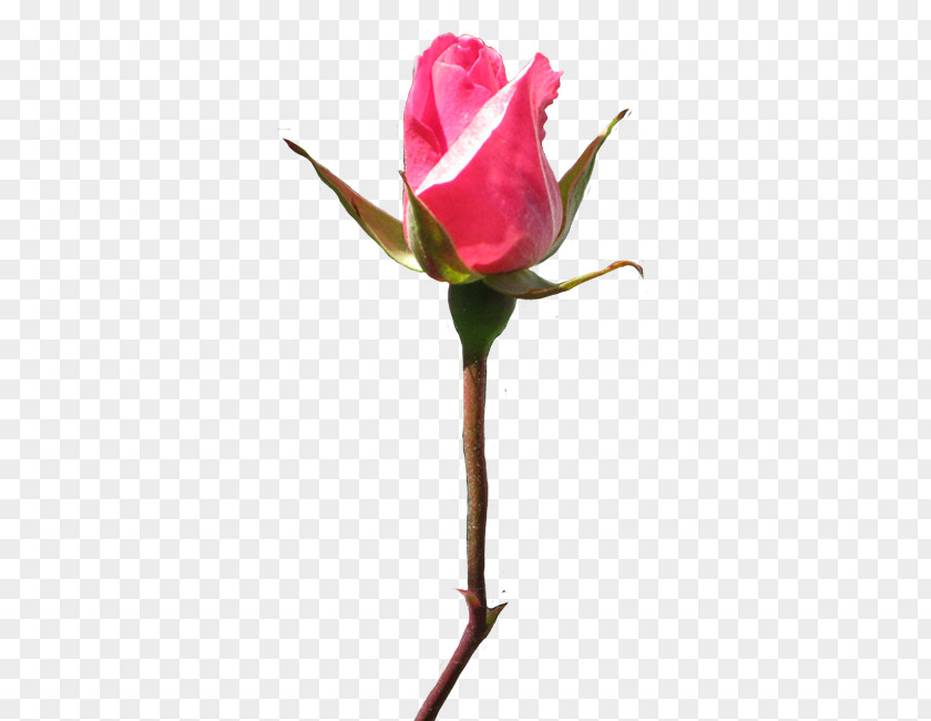 Rose Clip Art PNG