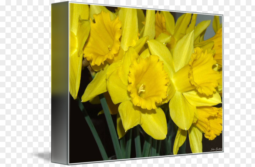Creative Daffodils Daffodil Indira Gandhi Memorial Tulip Garden Narcissus Image PNG