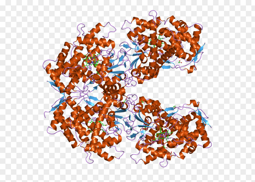Cytochrome P450 CYP2A13 CYP2A6 Protein Mixed-function Oxidase PNG