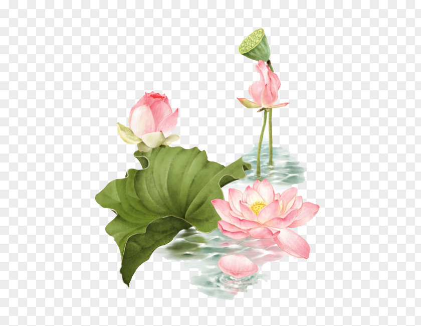 Lotus Pond Nelumbo Nucifera PNG