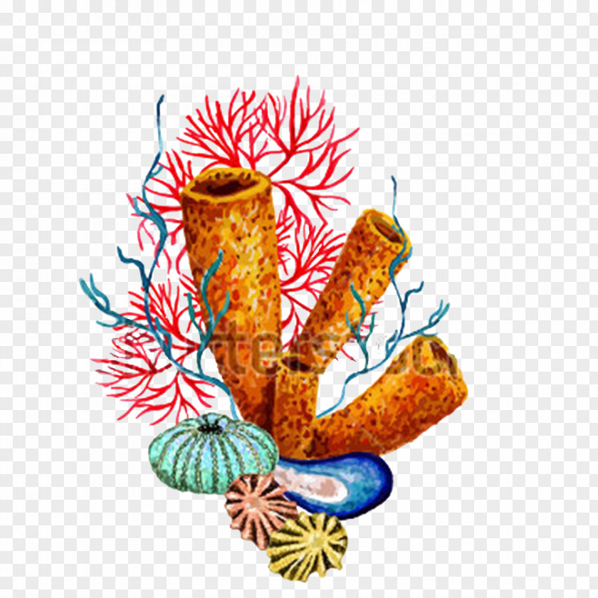 Sea Urchin Invertebrate Watercolor Painting PNG