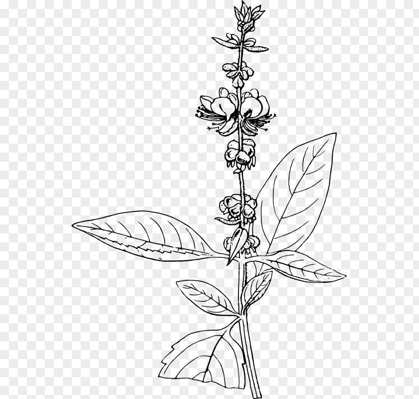 African Blue Basil Pesto Drawing Holy PNG