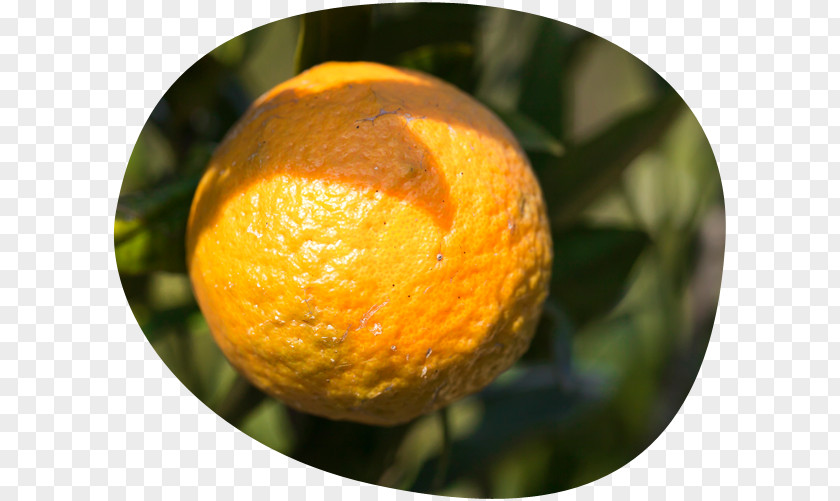Clementine Tangerine Tangelo Mandarin Orange Rangpur PNG